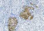 Claudin 6 Antibody in Immunohistochemistry (Paraffin) (IHC (P))