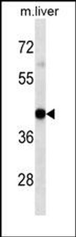 HLA-A Monoclonal Antibody (7G7F9)