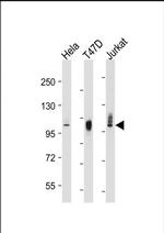 LAMP2 Antibody in Western Blot (WB)