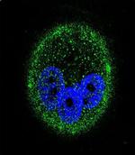 MAPK15 Monoclonal Antibody (168CT10.6.6)