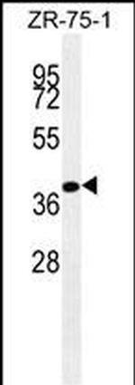 BMP-4 Monoclonal Antibody (192CT7.2.6)