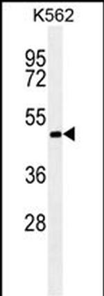 RNF8 Monoclonal Antibody (196CT2.8.5)