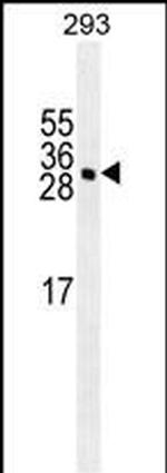 GAS41 Monoclonal Antibody (204CT4.7.2)