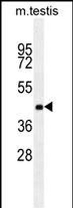 ZNF622 Monoclonal Antibody (208CT34.1.1)