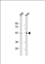 TRAF2 Antibody in Western Blot (WB)