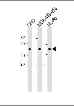 DPF2 Monoclonal Antibody (226CT14.1.1.2)