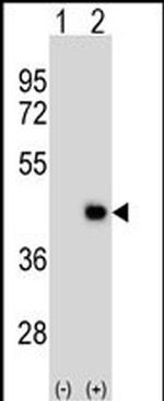 DPPA2 Antibody in Western Blot (WB)