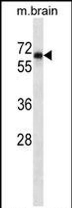 SHP2 Monoclonal Antibody (246CT9.8.2)