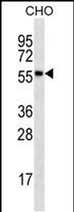 RPS6KL1 Antibody in Western Blot (WB)
