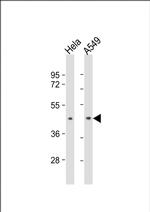 BMI-1 Monoclonal Antibody (282CT3.7.6)