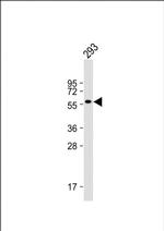 CNOT4 Monoclonal Antibody (343CT14.6.5)