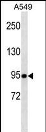 TLE1 Monoclonal Antibody (381CT18.5.1)