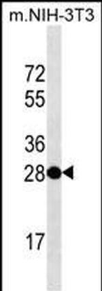 THAP11 Monoclonal Antibody (364CT25.4.2)