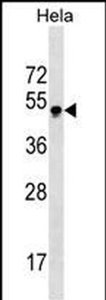 GBX2 Monoclonal Antibody (385CT10.1.1)