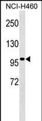 TLE4 Monoclonal Antibody (384CT24.1.3.4)