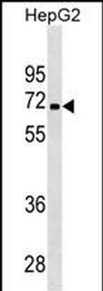 PDK3 Monoclonal Antibody (431CT6.1)
