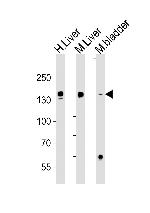 Fibrinogen alpha chain Monoclonal Antibody (471CT12.1.2)