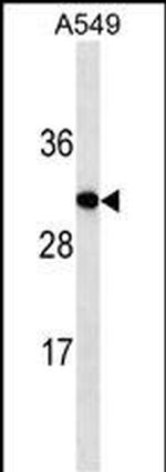 IGF2 Antibody in Western Blot (WB)
