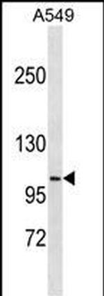 DISC1 Monoclonal Antibody (584CT4.2.1)