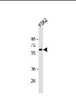 Catalase Monoclonal Antibody (626CT4.3.8)