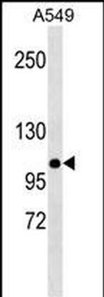 MLH1 Antibody in Western Blot (WB)