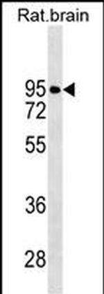 DRD2 Antibody in Western Blot (WB)