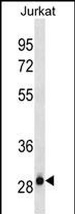 HAGH Monoclonal Antibody (611CT23.6.1)