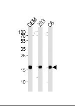 SUMO2 Antibody in Western Blot (WB)