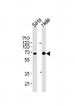 NLK Monoclonal Antibody (1146CT24.2.1)