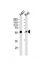 Lyn Monoclonal Antibody (1174CT22.3.1.1)