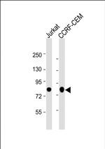 Myb Monoclonal Antibody (1279CT309.289)