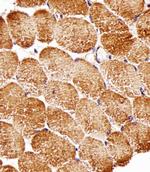 Raptor Monoclonal Antibody (1411CT316.2.151.34)