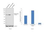 PKR Antibody in Western Blot (WB)