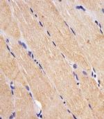 FES Monoclonal Antibody (1467CT528.22.17)