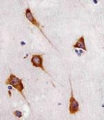 FAM120A Antibody in Immunohistochemistry (Paraffin) (IHC (P))