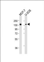 FAM120A Antibody in Western Blot (WB)