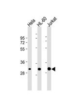 CDK2 Monoclonal Antibody (1534CT665.36.16)