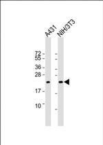 RRAS2 Monoclonal Antibody (1578CT130.349.47.14)
