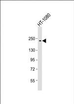 PBRM1 Antibody in Western Blot (WB)