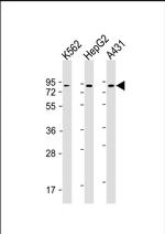 GOLGA5 Monoclonal Antibody (1720CT766.40.46)