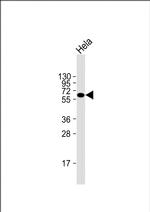 NPR3 Monoclonal Antibody (1748CT403.18.42)