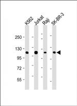 c-Cbl Monoclonal Antibody (1762CT401.80.60)