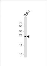 NeuroG3 Monoclonal Antibody (1800CT113.128.46)