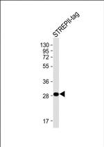 Strep Tag II Antibody in Western Blot (WB)