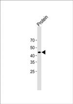 Strep Tag II Antibody in Western Blot (WB)