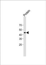 Strep Tag II Antibody in Western Blot (WB)