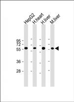 CRY2 Monoclonal Antibody (1819CT334.92.36.9)