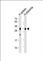 FOLR2 Monoclonal Antibody (1905CT501.41.76)