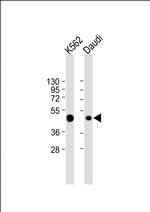 CCR7 Antibody in Western Blot (WB)