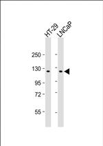 SCAP Antibody in Western Blot (WB)